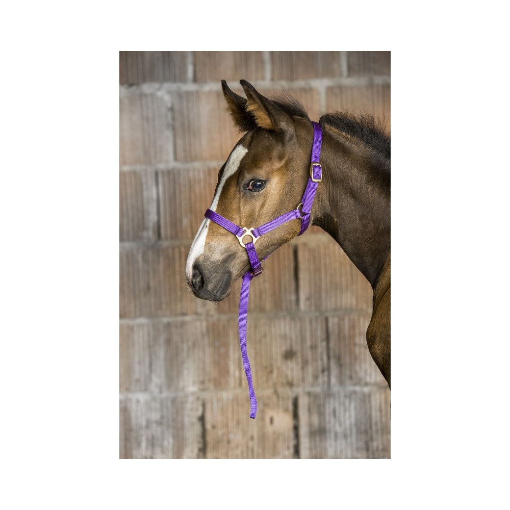 Licol Foal + Longe NORTON • Sud Equi'Passion