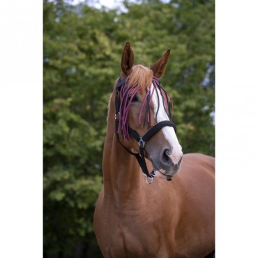 Frontal chasse-mouches NORTON • Sud Equi'Passion