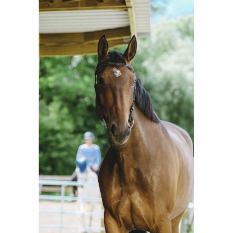 Bridon Freedom NORTON • Sud Equi'Passion