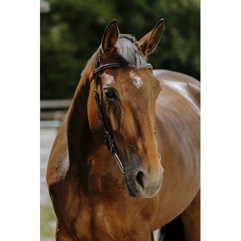 Bridon Freedom NORTON • Sud Equi'Passion