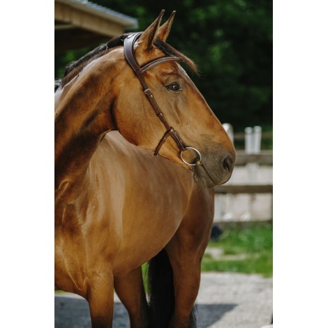 Bridon Freedom NORTON • Sud Equi'Passion