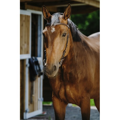 Bridon Freedom NORTON • Sud Equi'Passion
