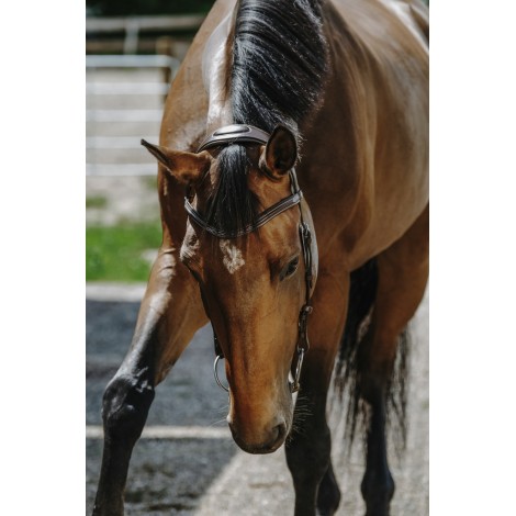 Bridon Freedom NORTON • Sud Equi'Passion