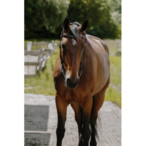 Bridon Freedom NORTON • Sud Equi'Passion