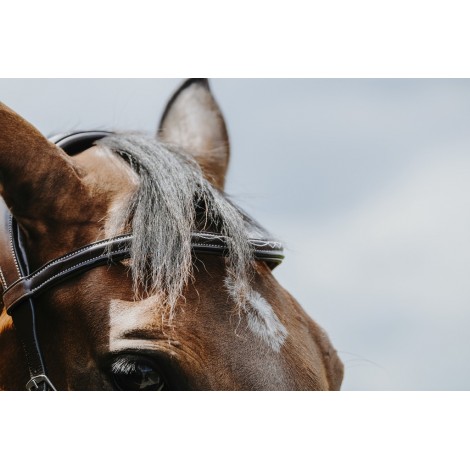 Bridon Freedom NORTON • Sud Equi'Passion