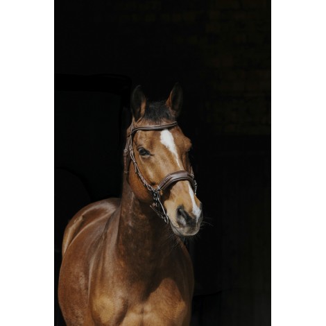 Bridon Hackamore NORTON PRO • Sud Equi'Passion