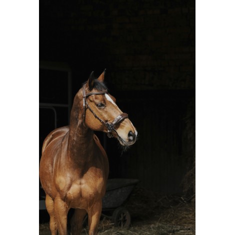 Bridon Hackamore NORTON PRO • Sud Equi'Passion
