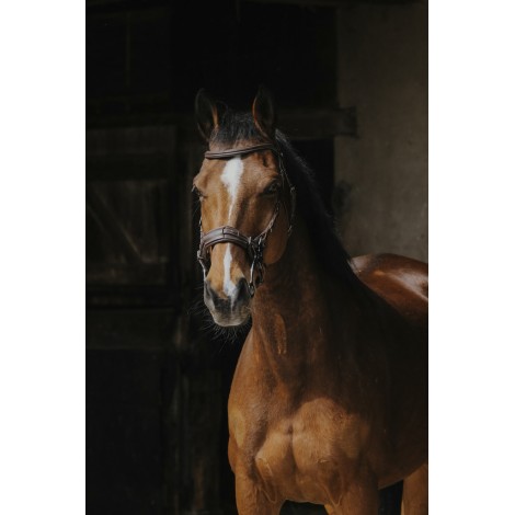 Bridon Hackamore NORTON PRO • Sud Equi'Passion