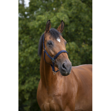 Licol nylon doublé néoprène NORTON • Sud Equi'Passion