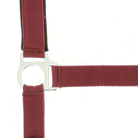 Licol nylon doublé néoprène NORTON • Sud Equi'Passion