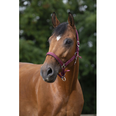 Licol nylon doublé néoprène NORTON • Sud Equi'Passion
