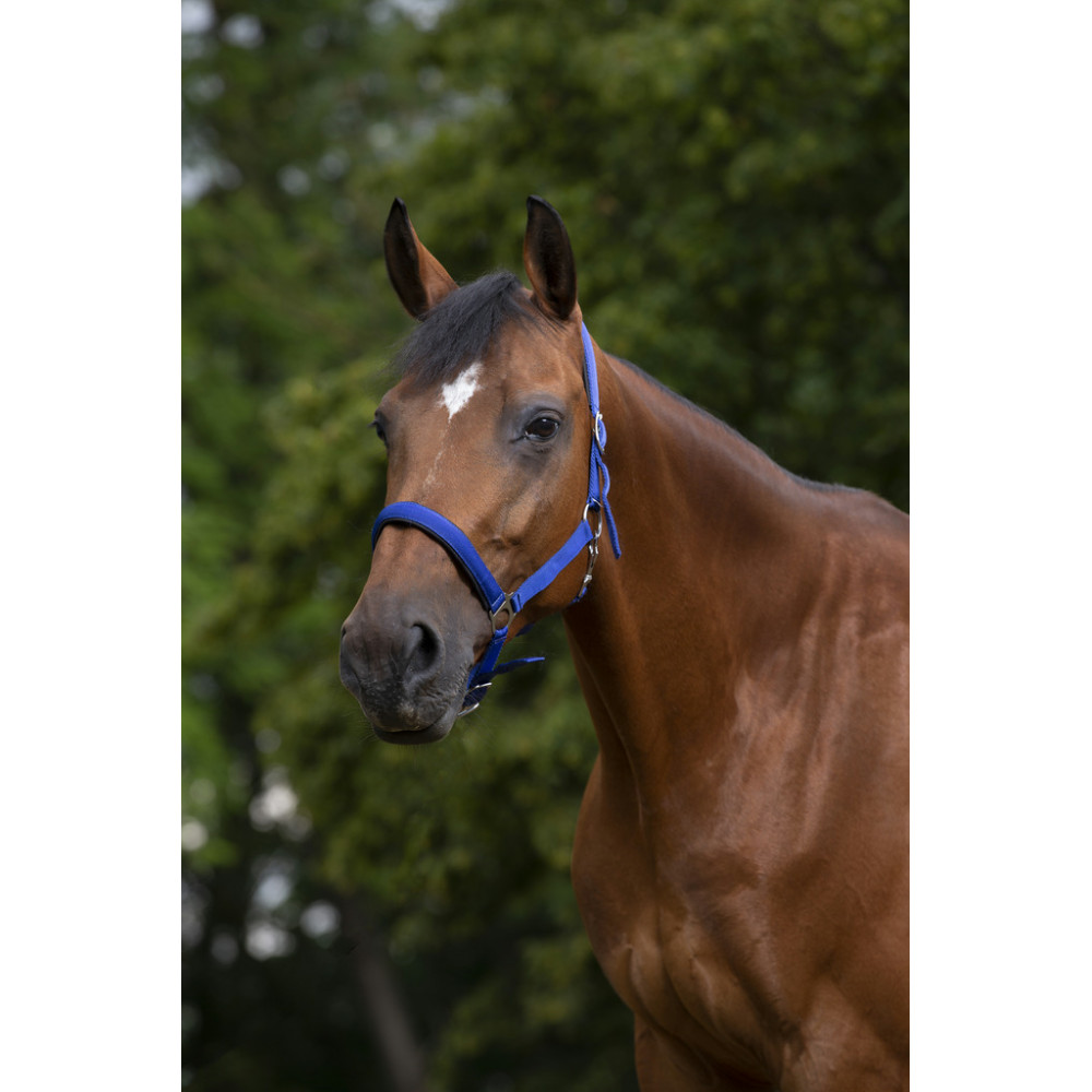 Licol nylon doublé néoprène NORTON • Sud Equi'Passion