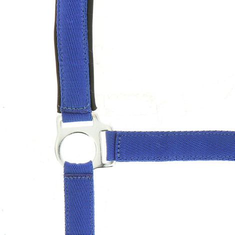Licol nylon doublé néoprène NORTON • Sud Equi'Passion