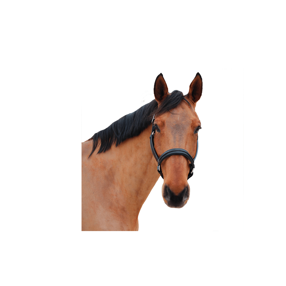 Licol en cuir Mylord CANTER • Sud Equi'Passion