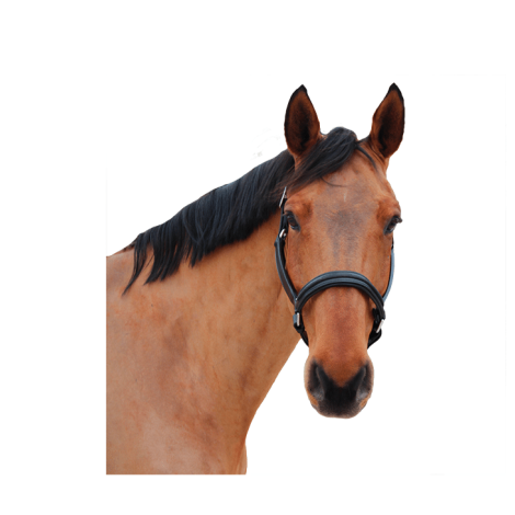 Licol en cuir Mylord CANTER • Sud Equi'Passion