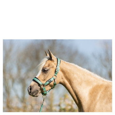 Set licol et longe Mini Horse BR • Sud Equi'Passion