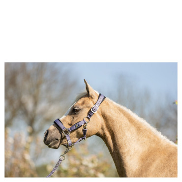 Set licol et longe Mini Horse BR • Sud Equi'Passion