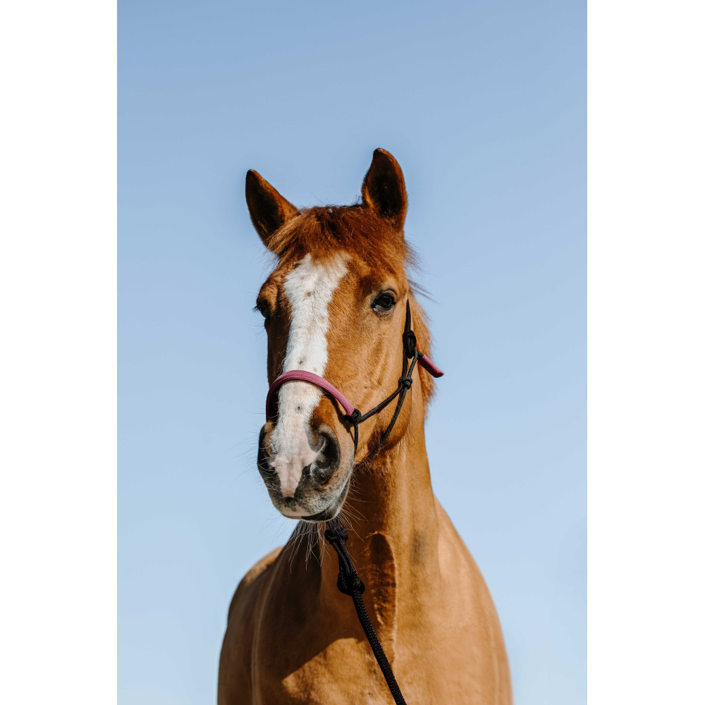 Licol éthologique + longe Suède NORTON • Sud Equi'Passion