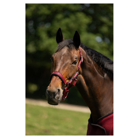 Licol nylon CLX BR • Sud Equi'Passion