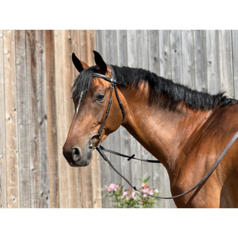 Bridon Anatomique Essentiel Confort TDET • Sud Equi'Passion