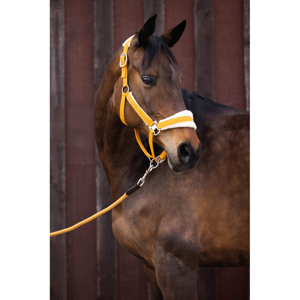 Licol Arezzo LAURIA GARRELLI • Sud Equi'Passion
