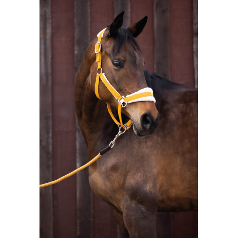 Licol Arezzo LAURIA GARRELLI • Sud Equi'Passion