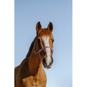 Licol éthologique Glim NORTON • Sud Equi'Passion