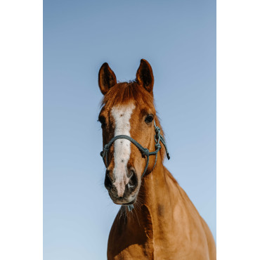 Licol éthologique Glim NORTON • Sud Equi'Passion