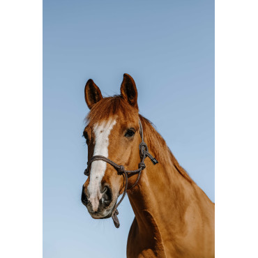 Licol éthologique Glim NORTON • Sud Equi'Passion