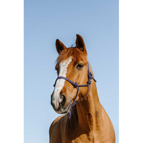 Licol éthologique Glim NORTON • Sud Equi'Passion