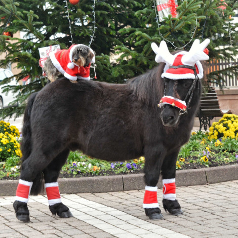 Bonnet ramure de renne Noël EQUITHEME • Sud Equi'Passion