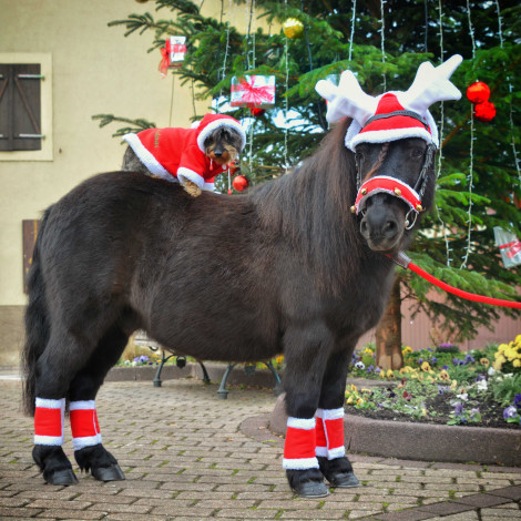 Bonnet ramure de renne Noël EQUITHEME • Sud Equi'Passion