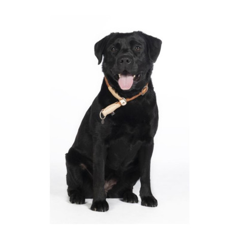 Collier pour chien anti-traction Anam Cara corde HKM • Sud Equi'Passion