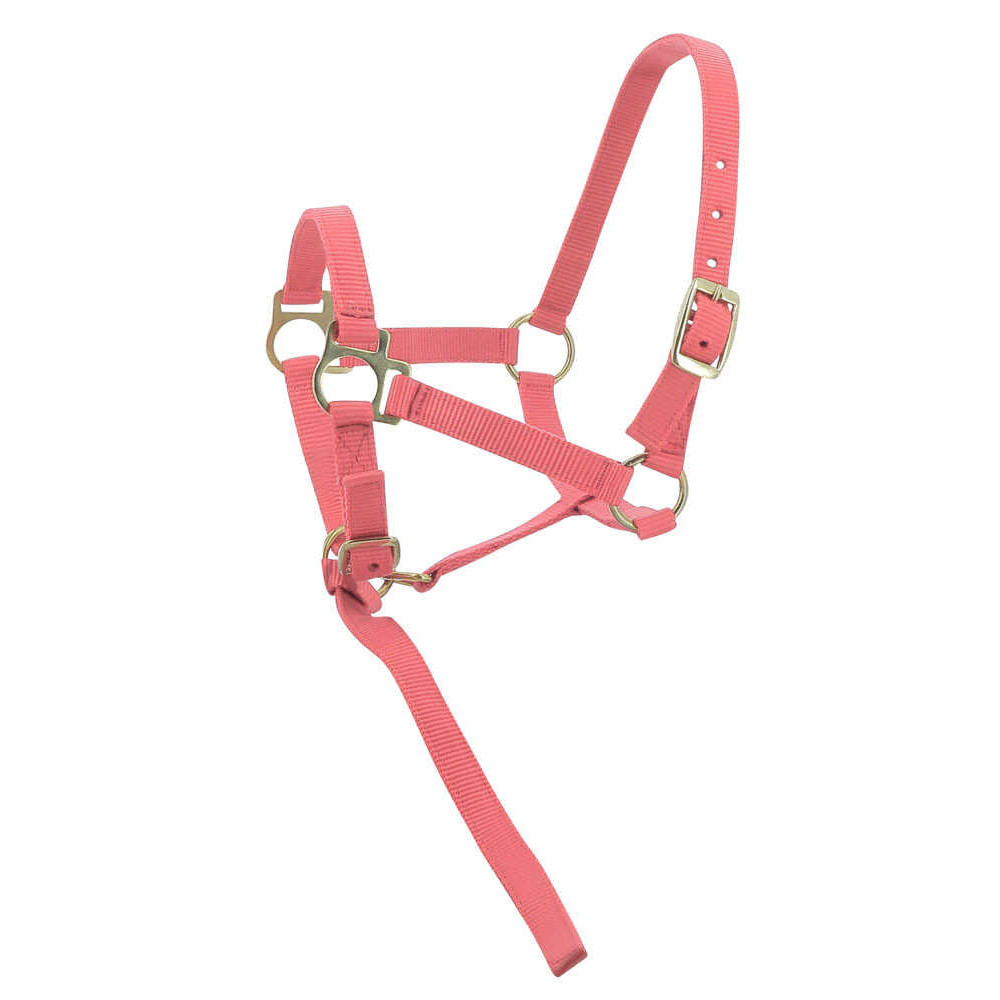 Licol Foal + Longe NORTON • Sud Equi'Passion
