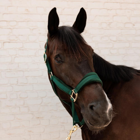 Licol Velvet KENTUCKY • Sud Equi'Passion