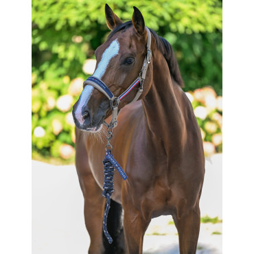 Ensemble Licol et Longe Yale TOMMY HILFIGER Taupe • Sud Equi'Passion