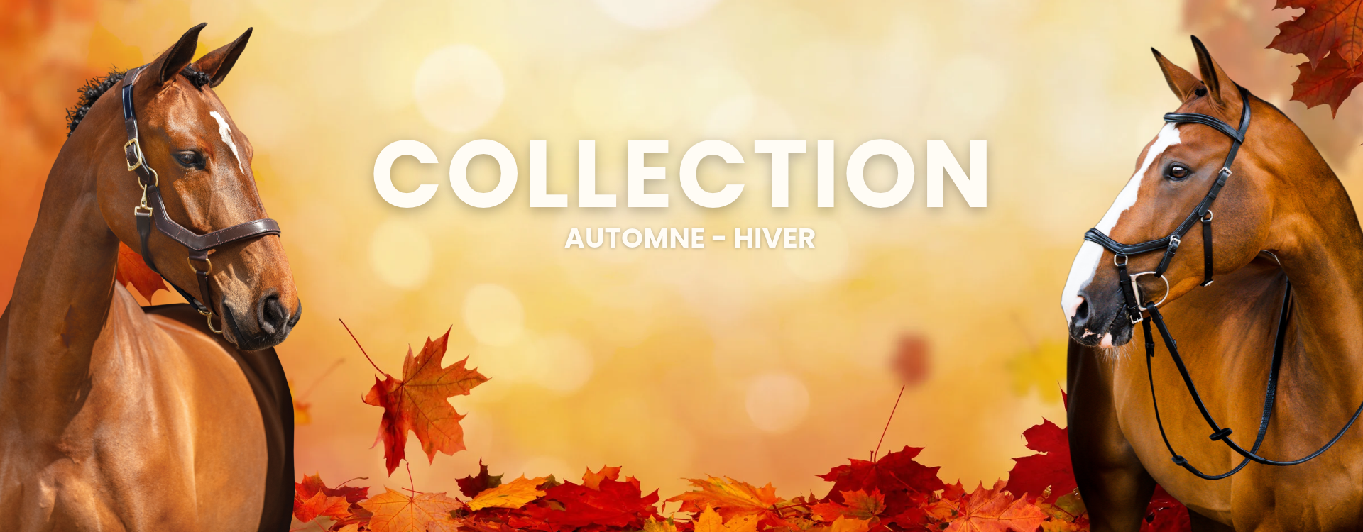 CO Automne-Hiver Slide background